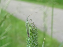 Megaloceroea recticornis