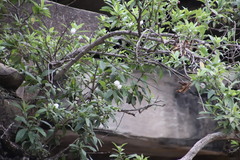 Bowkeria verticillata