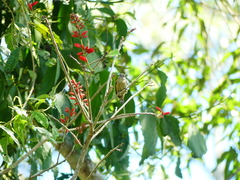 Picumnus olivaceus