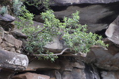 Bowkeria verticillata
