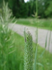 Megaloceroea recticornis