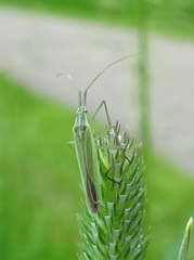 Megaloceroea recticornis