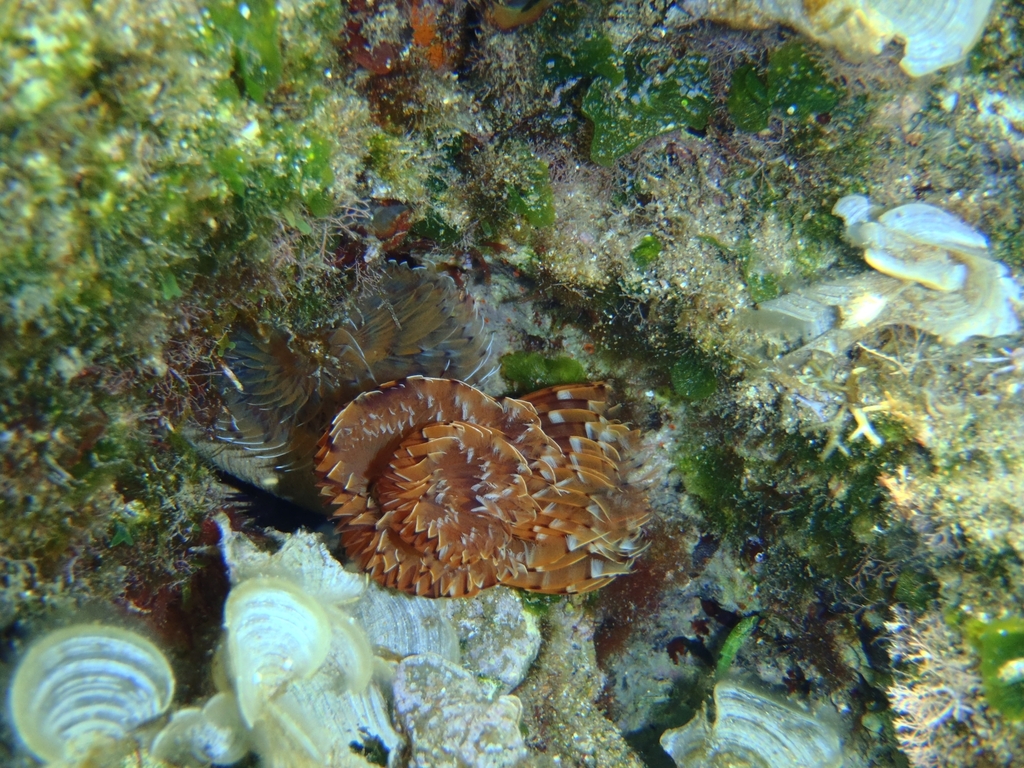 Bispira mariae