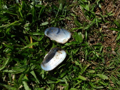 Anodontites trapesialis