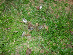 Anodontites trapesialis