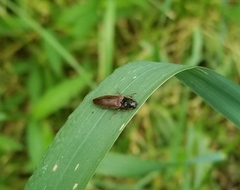 Hemicrepidius hemipodus
