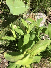 Calycomyza promissa