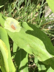 Calycomyza promissa