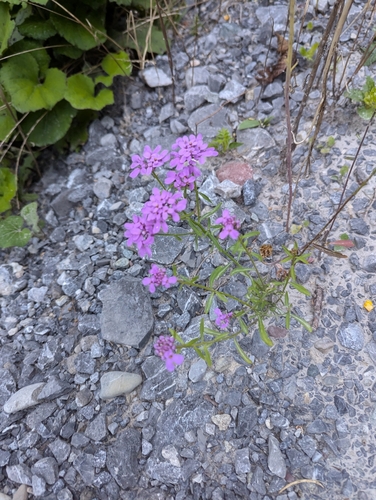 Image of Iberis umbellata by (c) Nick Kleinschmidt, some rights reserved (CC BY)