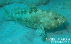 Epinephelus bilobatus