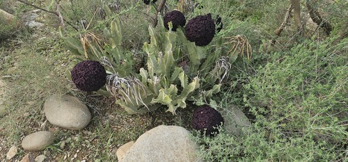 the king of Stapelia (Desmidorchis retrospiciens)