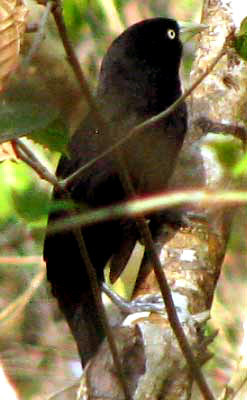 Yellow-billed Cacique (Amblycercus holosericeus), photo 8