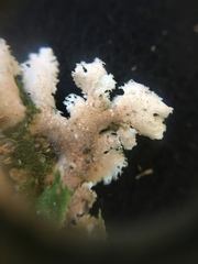 Pseudocyphellaria episticta