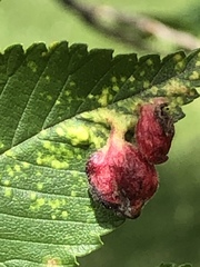Tetraneura