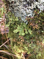 Pseudocyphellaria episticta