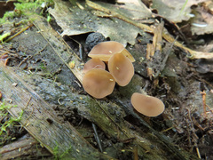 Myriosclerotinia scirpicola