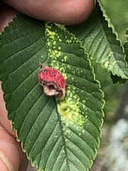Tetraneura
