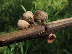 Myriosclerotinia scirpicola