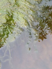 Cladophora glomerata