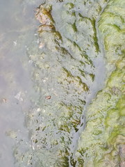 Cladophora glomerata