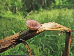 Myriosclerotinia scirpicola