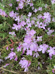 Clarkia dudleyana