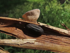 Myriosclerotinia scirpicola