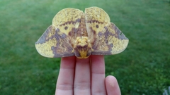 Eacles imperialis imperialis