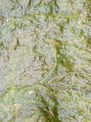 Cladophora glomerata