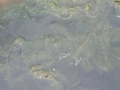 Cladophora glomerata