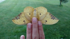 Eacles imperialis imperialis