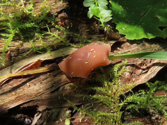 Myriosclerotinia scirpicola