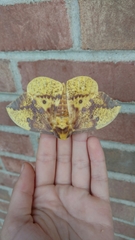 Eacles imperialis imperialis