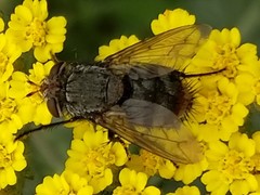 Diptera