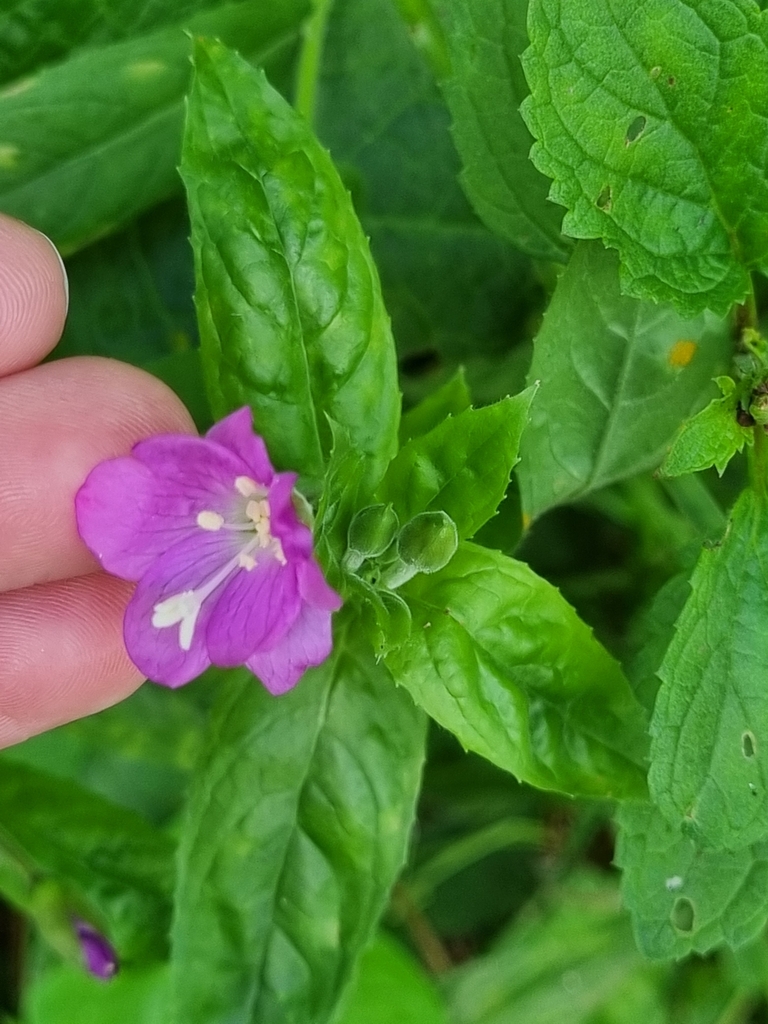 Great Willowherb from Falmouth, UK on 16 August, 2024 at 04:17 PM by ...
