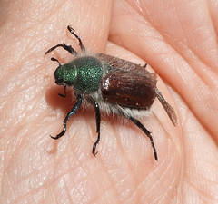 Paracotalpa granicollis