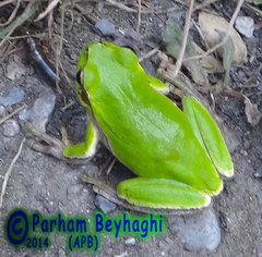 Hyla orientalis
