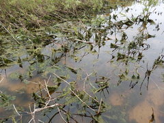 Cladophora glomerata