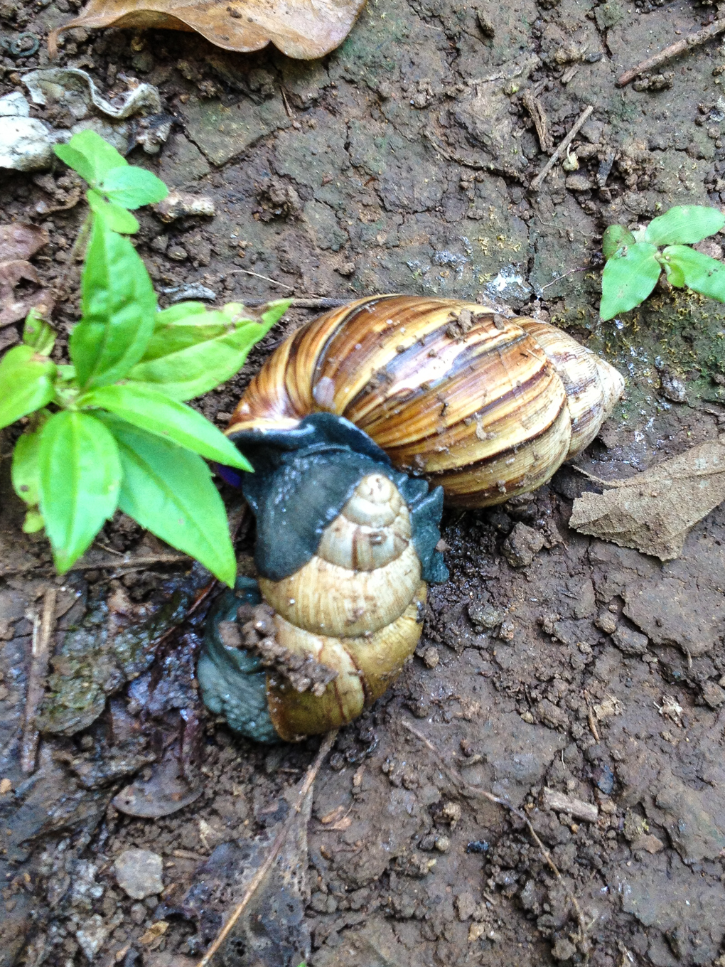 Megaspiridae image