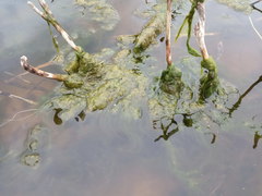 Cladophora glomerata