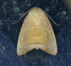 Bagisara rectifascia