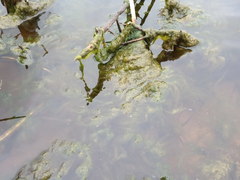 Cladophora glomerata