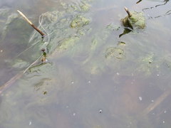 Cladophora glomerata