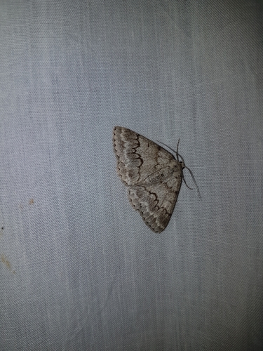 Photo of Jersey Emerald (Pseudoterpna coronillaria)