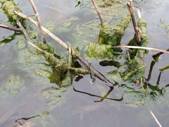 Cladophora glomerata