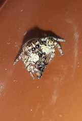 Sumampattus quinqueradiatus