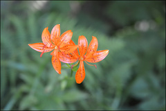 Lilium distichum
