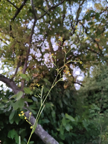 Image of Bupleurum praealtum by (c) Ljaž, some rights reserved (CC BY)