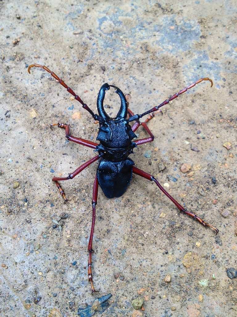 Prionacalus cacicus