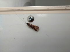 Macrostemum zebratum